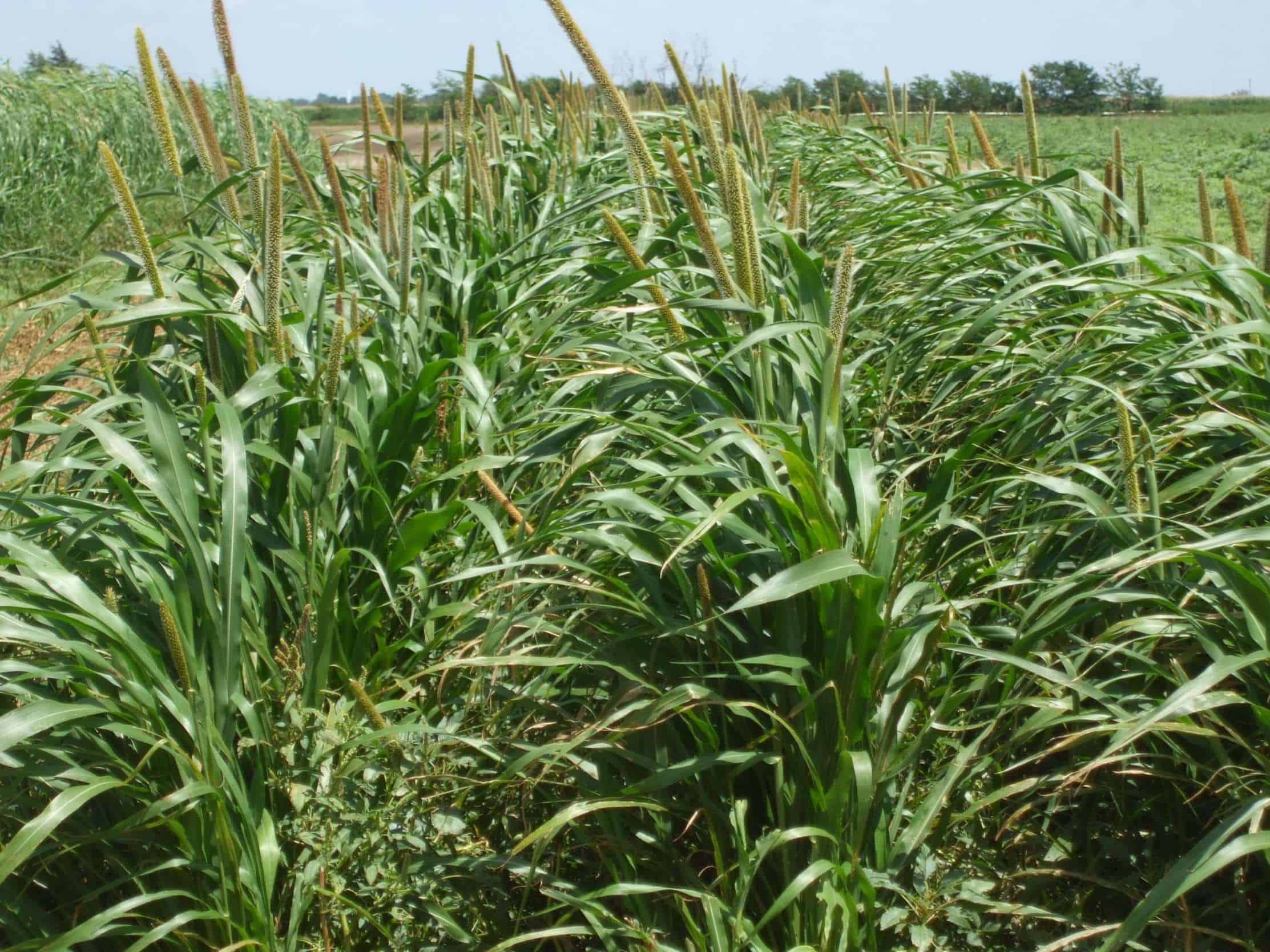 Pasture Seed Catalog